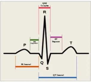 Gambar 1.4. Bentuk gelombang EKG 