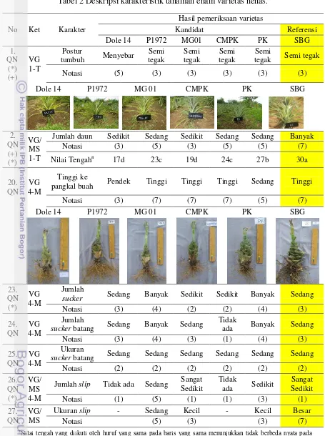 Tabel 2 Deskripsi karakteristik tanaman enam varietas nenas. 