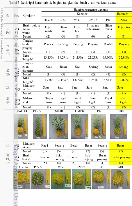 Tabel 5 Deskripsi karakteristik bagian tangkai dan buah enam varietas nenas. 