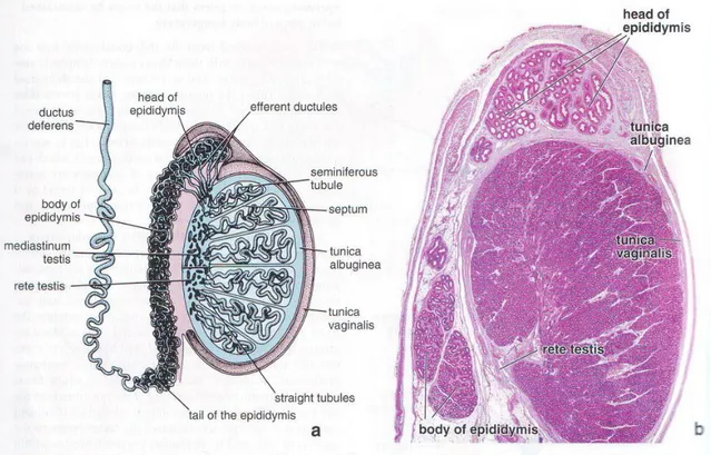 Gambar 1. testis  Tubulus seminiferus 