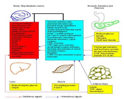 Gambar 2.7. Mekanisme Siklus Lapar dan Kenyang yang Dikontrol oleh Sistem Saraf Pusat  Sumber: www.emedicine.com (Uwaifo, 2009) 