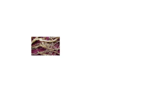 Gambar 7.  Pembengkakan akar kencur akibat serangan nematoda (Meloidogyne spp.)