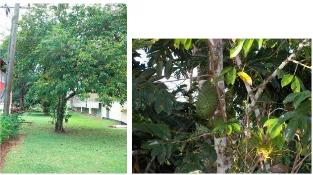 Gambar 2.3. Pohon sirsak dan buahnya 