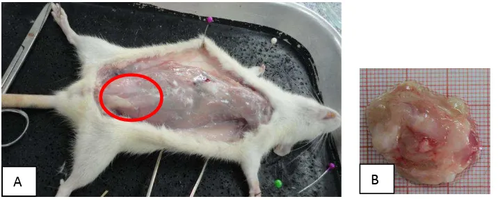 Gambar 4.2. Makroskopis tumor. (A) Massa di payudara tikus (dalam lingkaran 