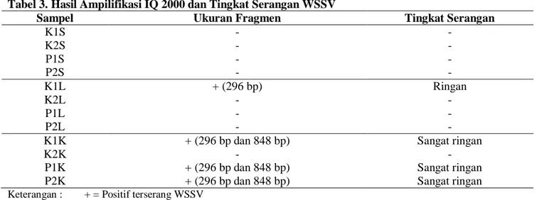 Tabel 3. Hasil Ampilifikasi IQ 2000 dan Tingkat Serangan WSSV 