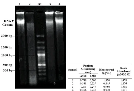 Gambar 4. Elektroforesis DNA Genom Metode Kit Wizard Genomic DNA Purification 