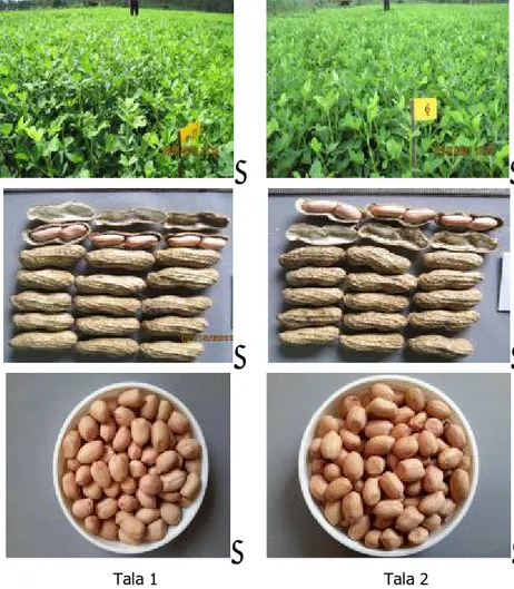 Gambar 4.  Keragaan tanaman dan biji VUB kacang tanah Tala 1 dan Tala 2. 