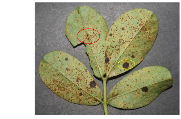 Gambar 2  Gejala penyakit karat daun (P. arachidis) pada berbagai stadia tanaman 