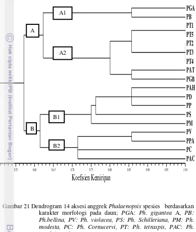 Gambar 21 Dendrogram 14 aksesi anggrek Phalaenopsis spesies   berdasarkan 