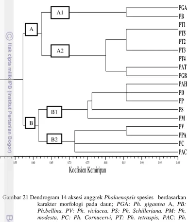Gambar 21 Dendrogram 14 aksesi anggrek Phalaenopsis spesies   berdasarkan 