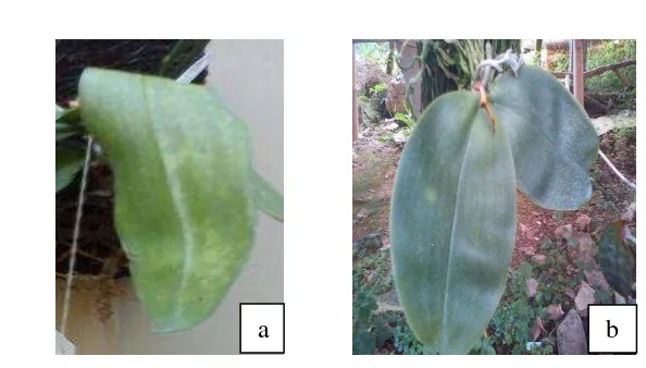 Gambar 22 Perbedaan bentuk ujung daun pada Phalaenopsis  