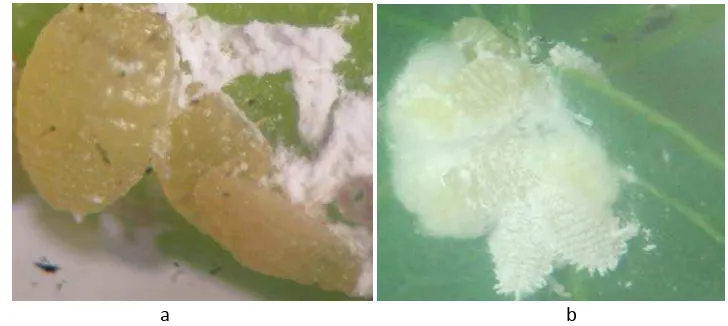 Gambar 3  Kutu putih yang mengalami peluruhan (a), kutu putih dengan lilin baru (b) 
