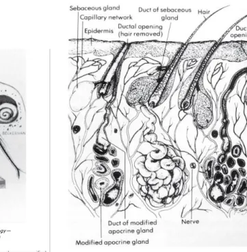 Gambar 1. Anatomi Telinga 5 Gambar 2. Kulit Telinga Bagian Kartilaginosa 5  Serumen dapat dibagia menjadi 2 tipe yaitu menjadi tipe basah dan tipe kering