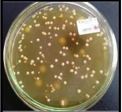 Gambar 3. Koloni  Lactobacillus bulgaricus pada media MRSA setelah inkubasi 3 hari pada suhu 37oC 
