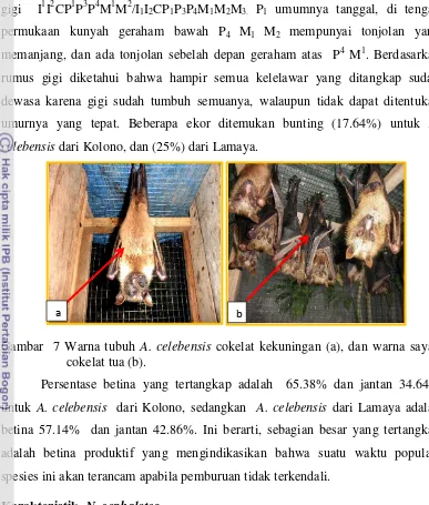 Gambar  7 Warna tubuh A. celebensis cokelat kekuningan (a), dan warna sayap 