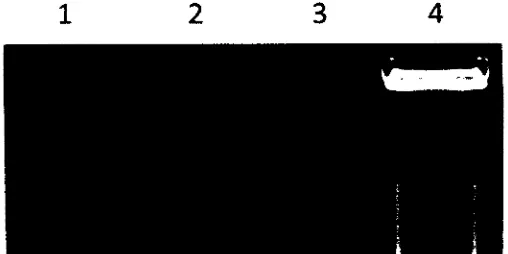 Gambar 7. DNA genom ikan jurung (Tor tambra). 1: TI, 2: T2, 3: T3, 4: T4. 