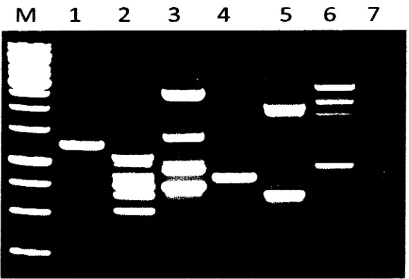 Gambar 8. Hasil amplifikasi DNA ikan Tl dengan berbagai primer acak. 1. Primer OPC-1, 2