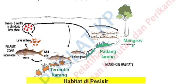 Gambar 2.2.  Ilustrasi pemanfaatan lebih dari satu jenis habitat oleh satu spesies ikan selama daur  hidupnya, mulai dari telur hingga dewasa dan memijah
