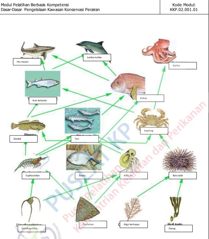 Gambar 2.4 .  Contoh jejaring makanan yang dibangun oleh berbagai jenis biota pada ekosistem laut  (dikutip dari http://www.gould.edu.au/foodwebs/marineC.htmI) 