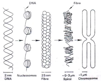 Gambar 2.   menunjukkan hubungan antara DNA dengan 