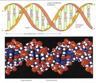 Gambar 3. Struktur DNA yang menunjukkan ikatan antara gula, basa dan gugus   fosfat. 
