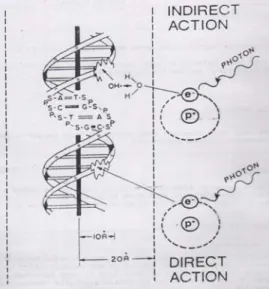 Gambar 4. Interaksi langsung dan tidak langsung radiasi foton dengan DNA. 