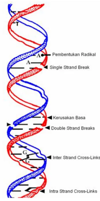Gambar  5.   Kerusakan pada struktur DNA akibat paparan radiasi pengion. 