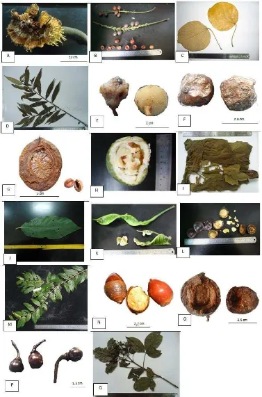 Gambar 2. Bagian tumbuhan yang dikonsumsi oleh ungko buah Artocarpus elasticus Schima wallichii (A), buahBaccaurea motleyana (B), buah Endospermum malaccense  (C), Eurya acuminata (D), buah Ficus grandulifera (E), buah Ficus variegata (F), buah Horsfieldia