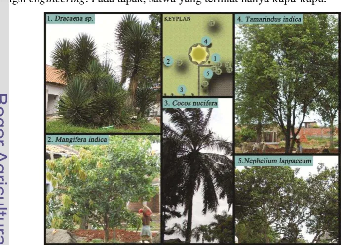 Gambar 10 Vegetasi pada Tapak 