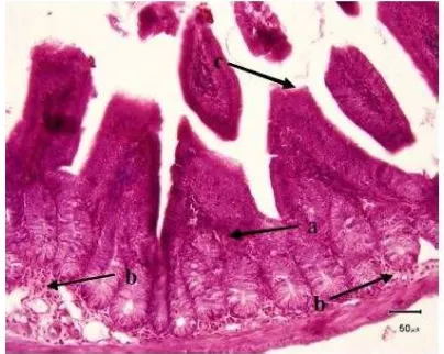 Gambar 1. Gambaran Mikroskopis Usus Halus (Jejunum) Mencit yang Diberikan Pegagan Dosis 0 mg/kg bb (H.E; 20x) Keterangan : a) Perdarahan; b).Infiltrasi sel radang; c) Deskuamasi epitel