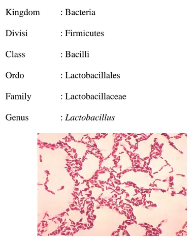 Gambar 1.  Bakteri Asam Laktat Lactobacillus sporogenes 