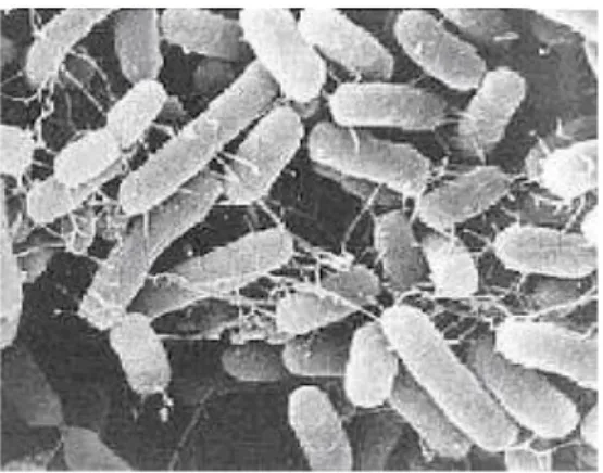 Gambar 2.  Salmonella pullorum 