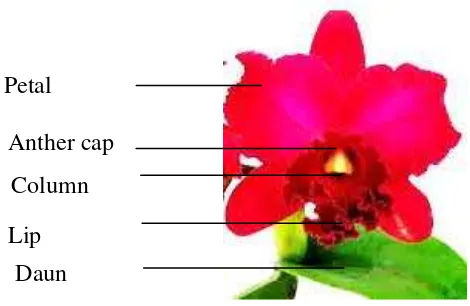 Gambar 1. Struktur bunga anggrek Cattleya trianae Sumber: Orchidswiki (2009) 