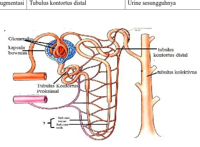 Gambar nefron ginjal 