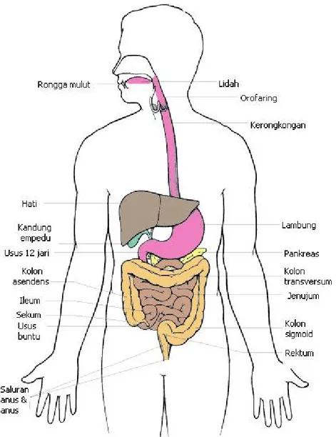 Gambar 2.1 : Anatomi Sistem Pencernaan Sumber : Kee, J.L. &amp; Hayes, E.R.(2006).