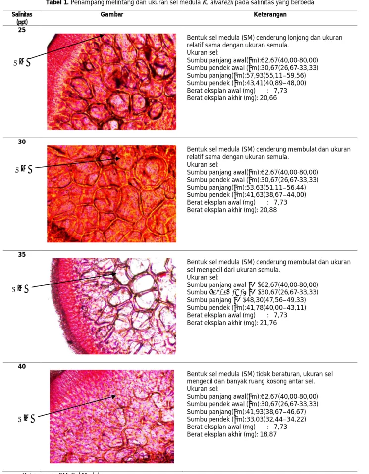 Tabel 1. Penampang melintang dan ukuran sel medula K. alvarezii pada salinitas yang berbeda  Salinitas 