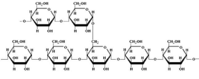 Gambar 2.3 Struktur Amilopektin (Winarno, 1992) 