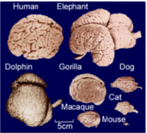 Gambar 11.10. Berbagai macam bentuk otak dari berbagai macam hewan. 
