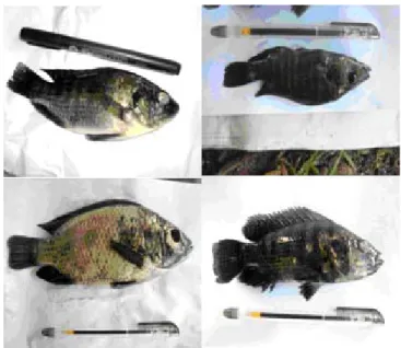 Gambar 3. Gejala klinis luar ikan yang terinfeksi Streptococcus iniae searah jarum jam mata menonjol, warna tubuh kehitaman, perut kembung, dan perut cekung
