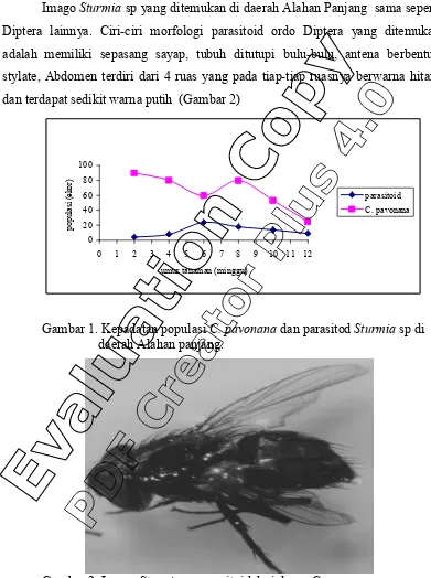 Gambar 2. Imago Sturmia sp parasitoid dari  larva C. pavonana  