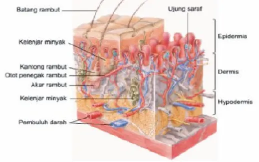 Gambar 1. Penampang Kulit 