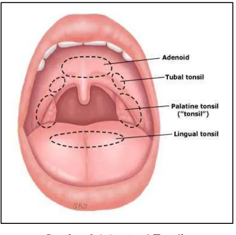 Gambar 2.1 Anatomi Tonsil 