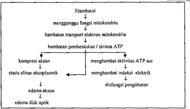 Gambar 2: Skema Patogenesis Toksisitas Etambutol  