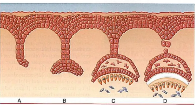 Gambar  1  Tahap awal odontogenesis A. Invaginasi B. Cap Stage C. Early  Bell  Stage D