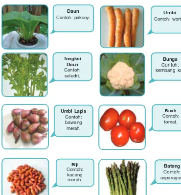 Gambar 4.2  Pengelompokan tanaman sayuran