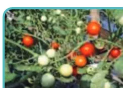 Gambar 4.3(Sumber: Dokumen Kemdikbud) Tanaman tomat