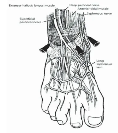 Gambar 12. Penempatan jarum untuk blok pergelangan  kaki  posterior. 12   setelah  aspirasi  disuntikkan  5  ml  lidokain 1%