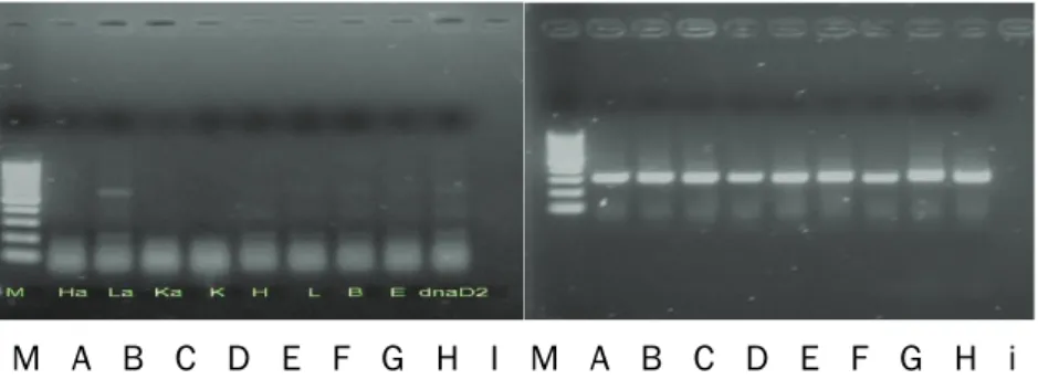 Gambar  3. Hasil diagnosa dengan teknik  Polymerase Chain Reaction (PCR) dari sampel organ ikan gurame uji yang diinfeksi Mycobacterium, hasil amplifikasi ke–1 (kiri) dan hasil amplifikasi ke–2 (kanan); M = marker, A = hati (fixatif alkohol), B = Limpa (fi