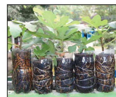 Gambar 3.16  dengan komposisi media tanam sabut kelapaTanaman buah Tin yang ditanam (cocopeat), pasir dan tanah.