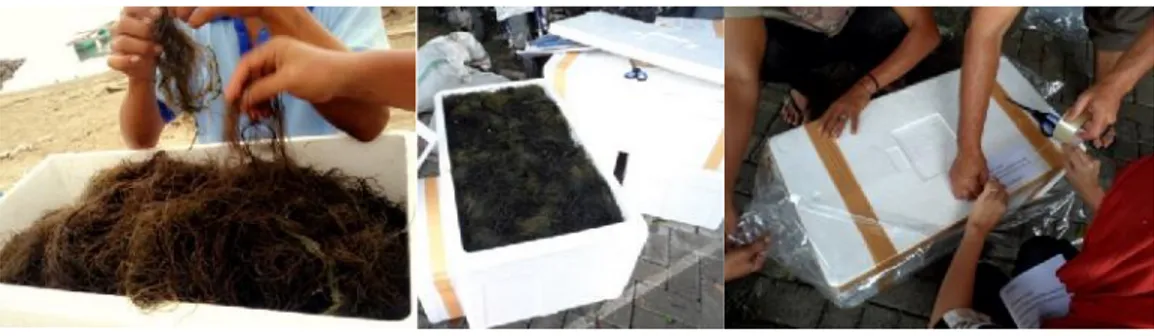 Gambar 13. Pengemasan untuk pengangkutan Rumput laut Gracilaria gigas Rumput  laut    sekitar  20  kg  diangkut  dari  alam  ke  laboratorium  dengan menggunakan styrofoam volume 50 L dalam keadaan lembab dan sejuk (Gambar 13)